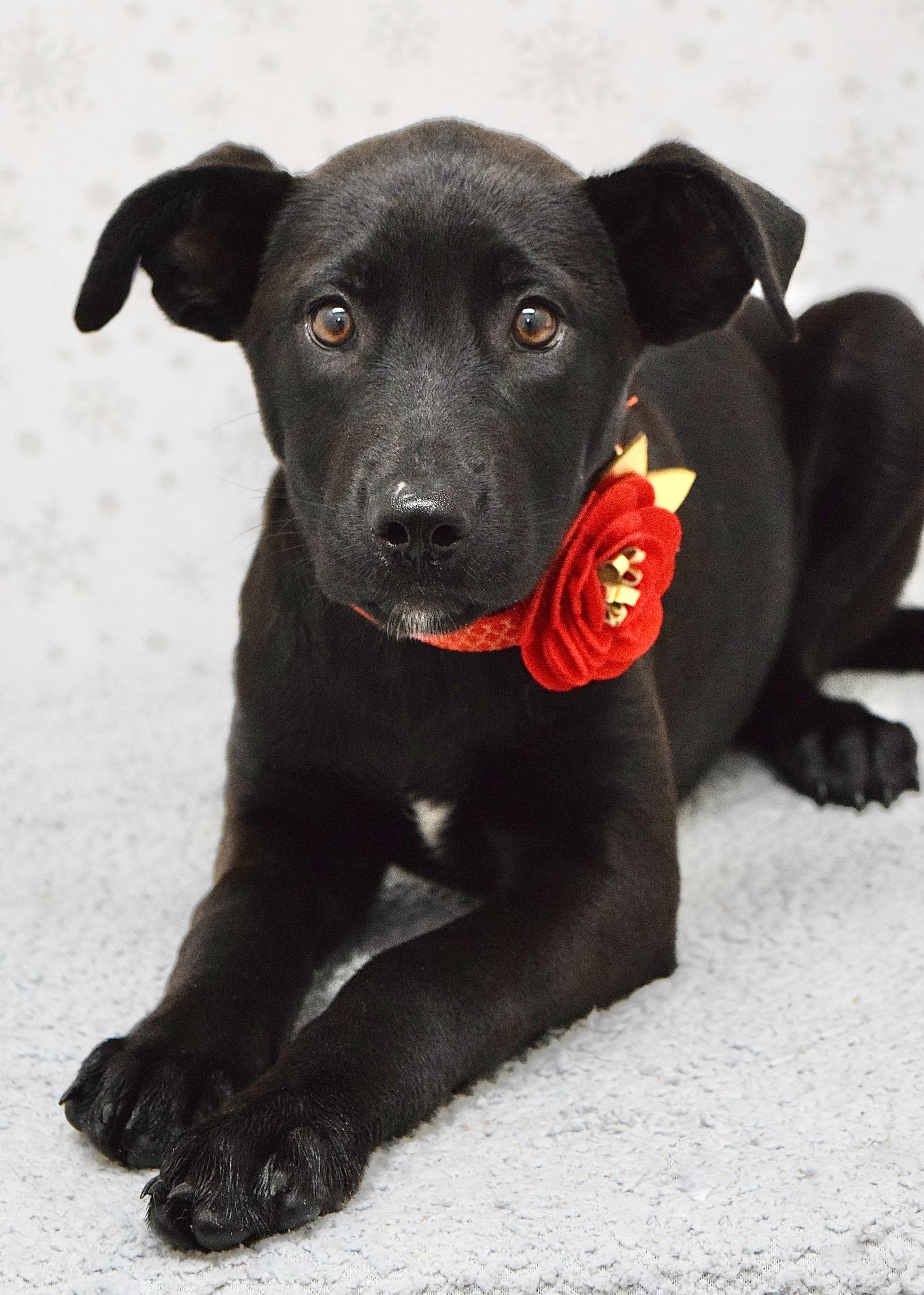 Enlarge Raksha, a ADOPTABLE mixed breed in Dublin, CA image 3/4