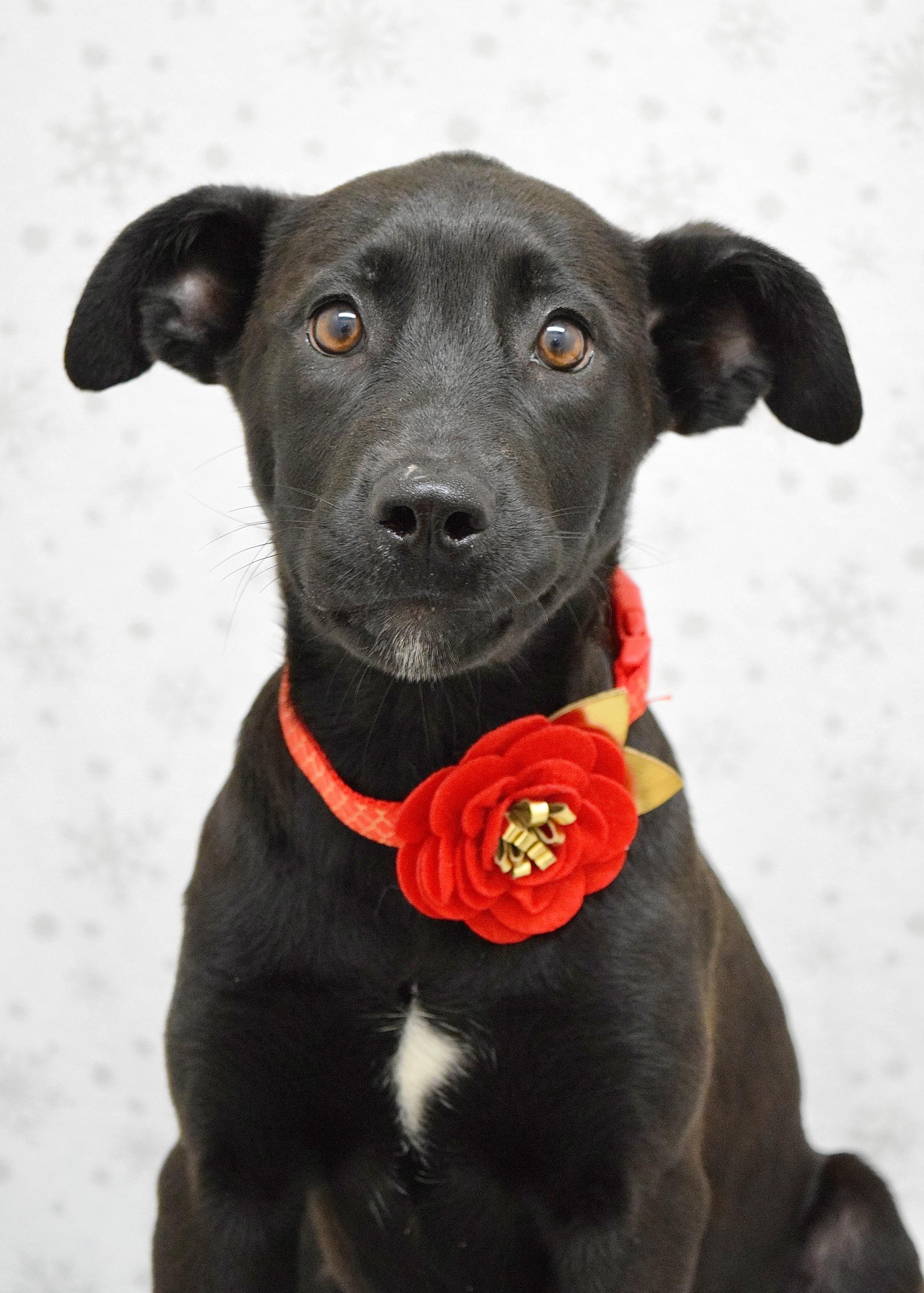 Enlarge Raksha, a ADOPTABLE mixed breed in Dublin, CA image 4/4