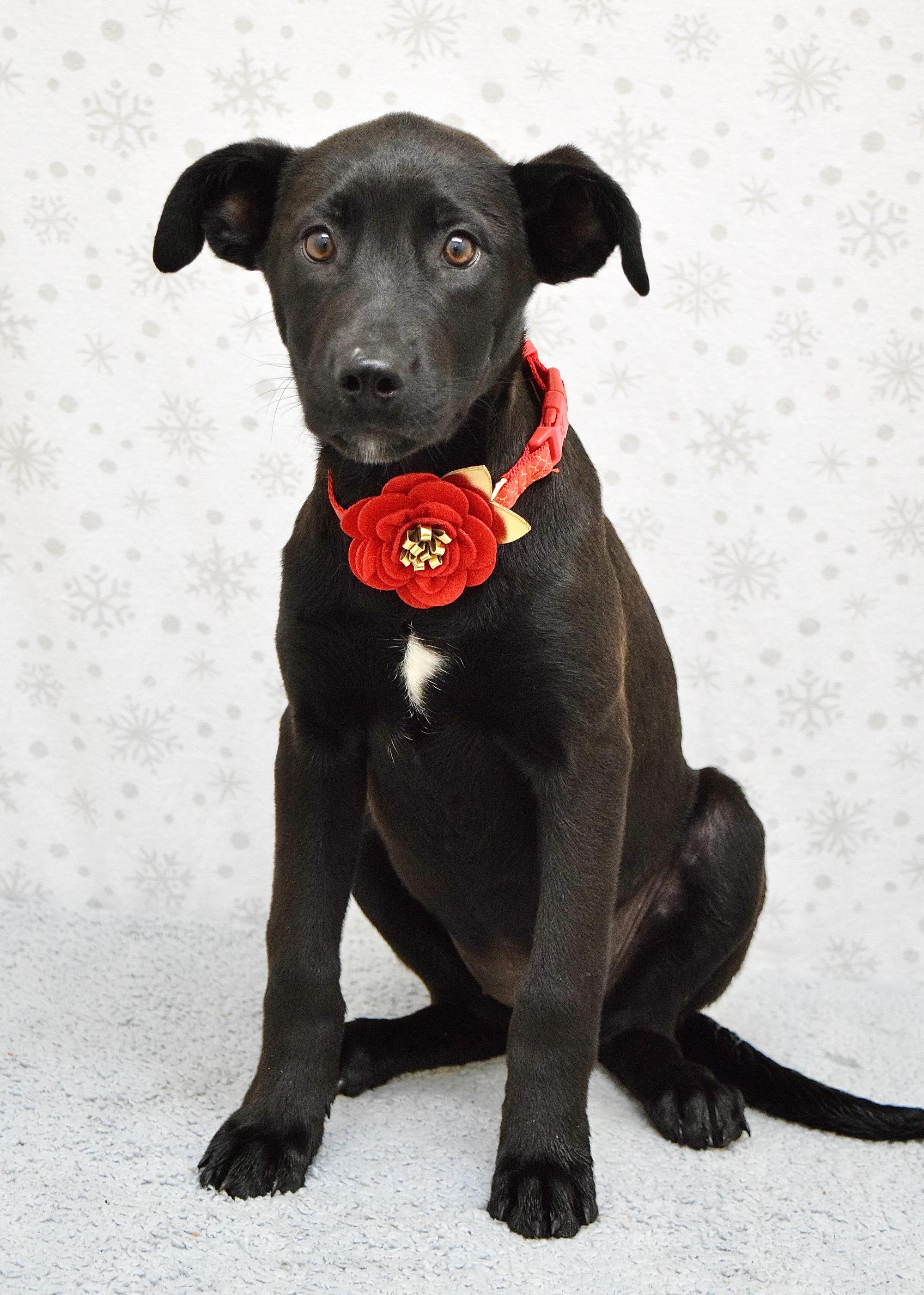 Enlarge Raksha, a ADOPTABLE mixed breed in Dublin, CA image 2/4