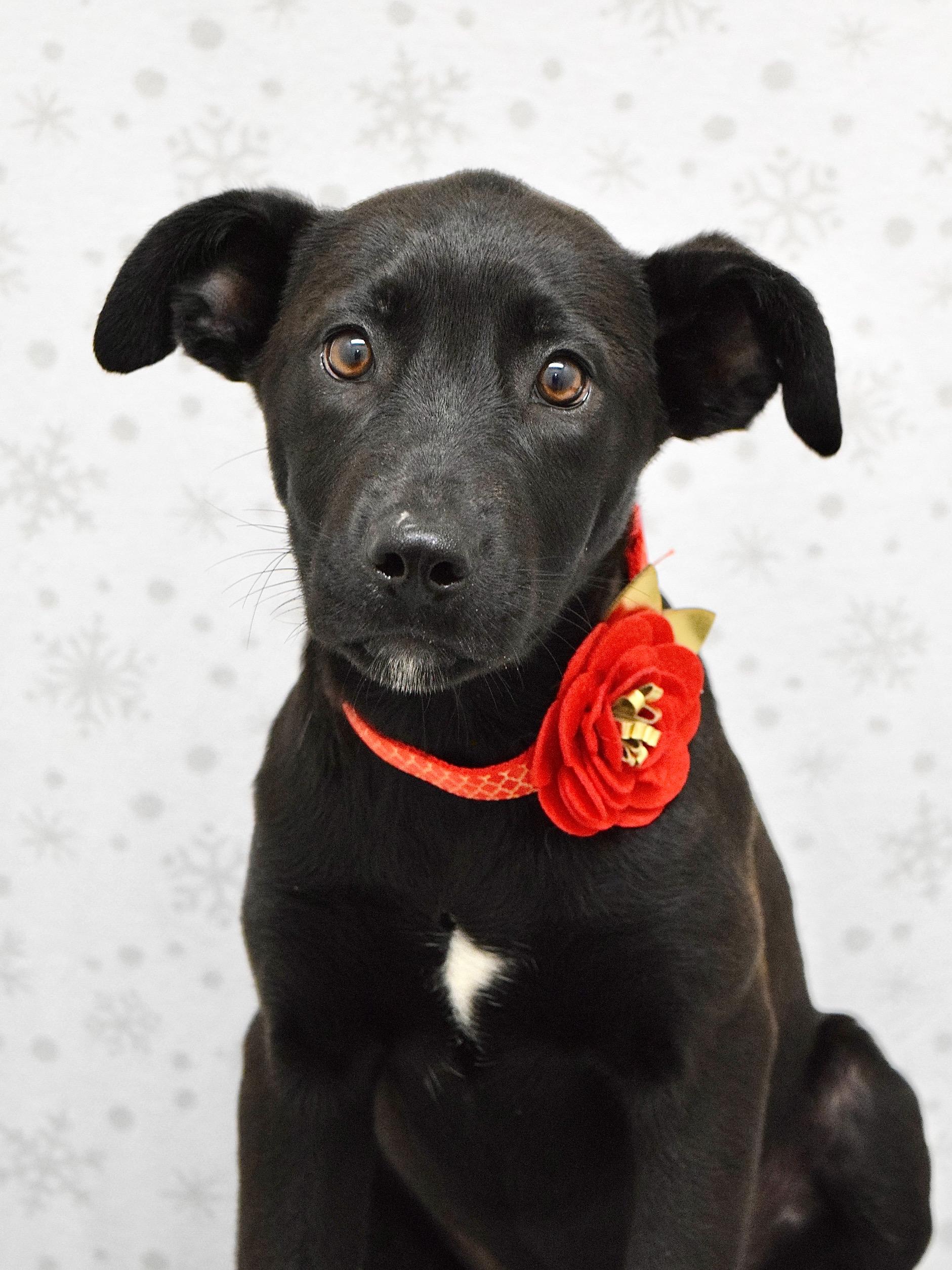 Enlarge Raksha, a ADOPTABLE mixed breed in Dublin, CA image 1/4