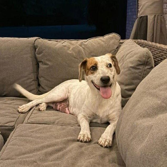 Enlarge Mellie, a Adopted Australian Cattle Dog / Blue Heeler in Whitehall, PA image 1/1