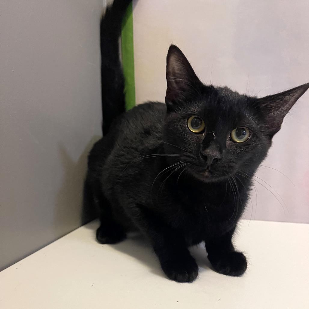 Enlarge Behr Minimum, a Adoptable Domestic Short Hair in Fredericksburg, VA image 1/1