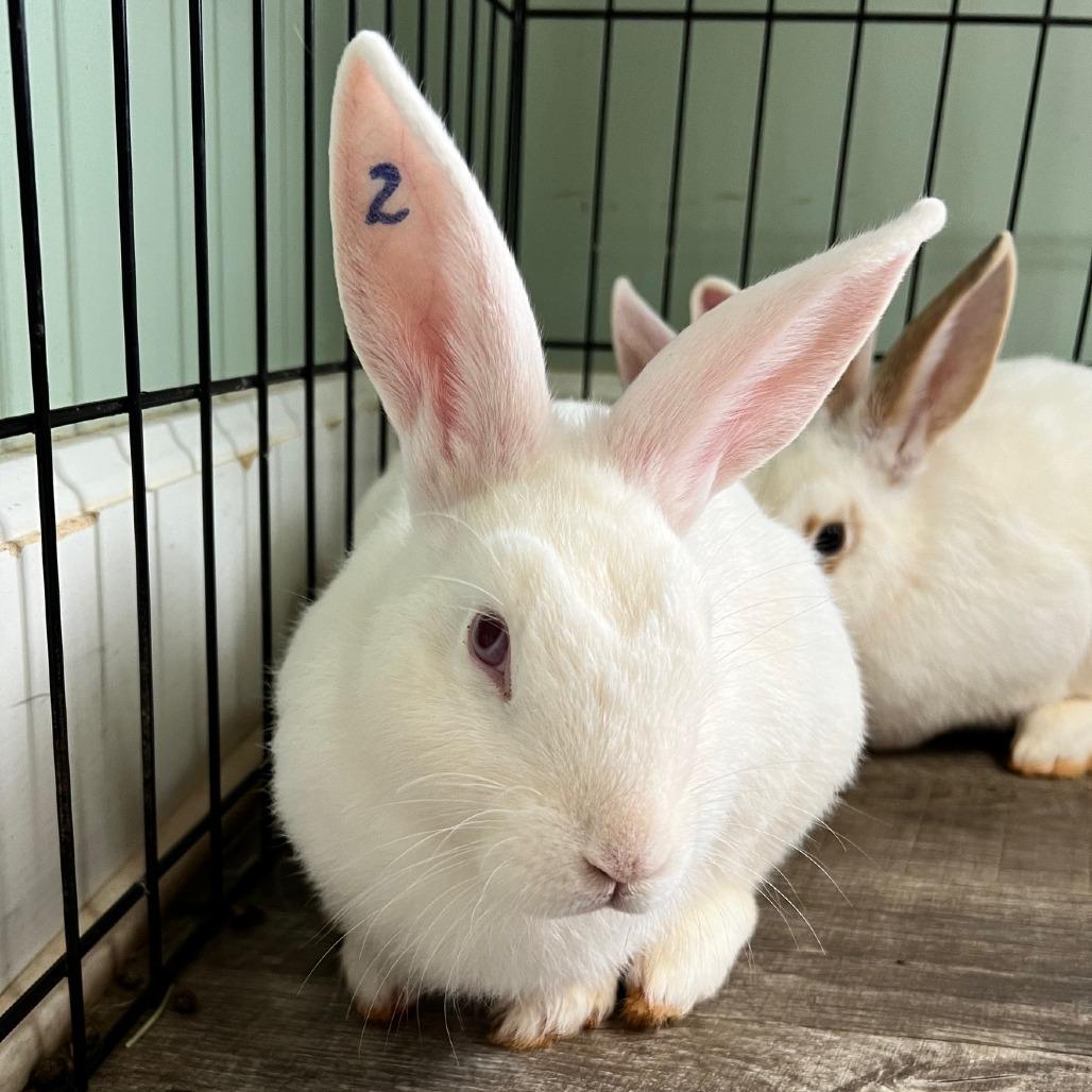 Dolly, Adoptable, Young Female American.