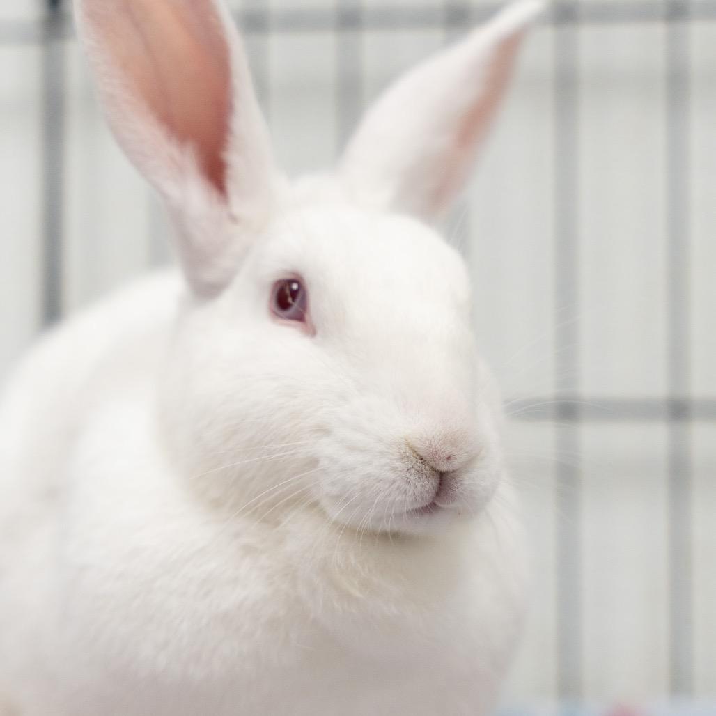 Enlarge Dolly, a Adoptable American in Kennesaw, GA image 2/2