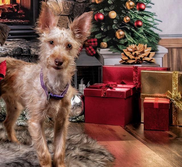 Enlarge George, a ADOPTABLE mixed breed in Calgary, AB image 1/3