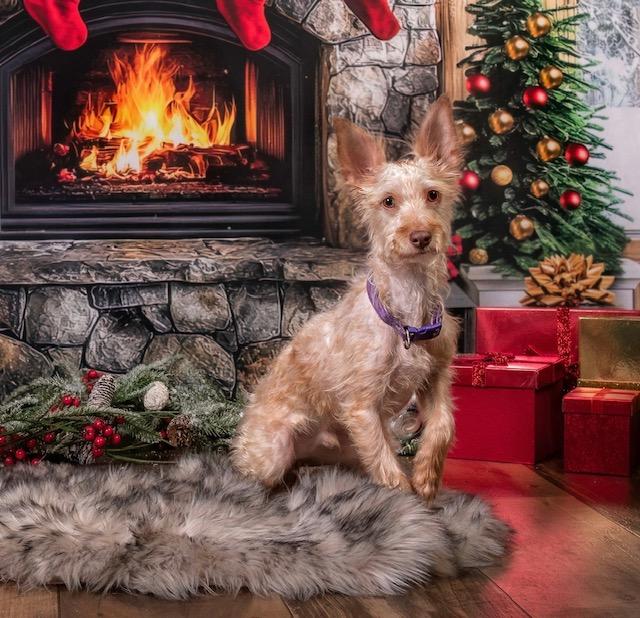 Enlarge George, a ADOPTABLE mixed breed in Calgary, AB image 2/3