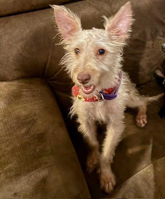 George, ADOPTABLE, Young Male Terrier.