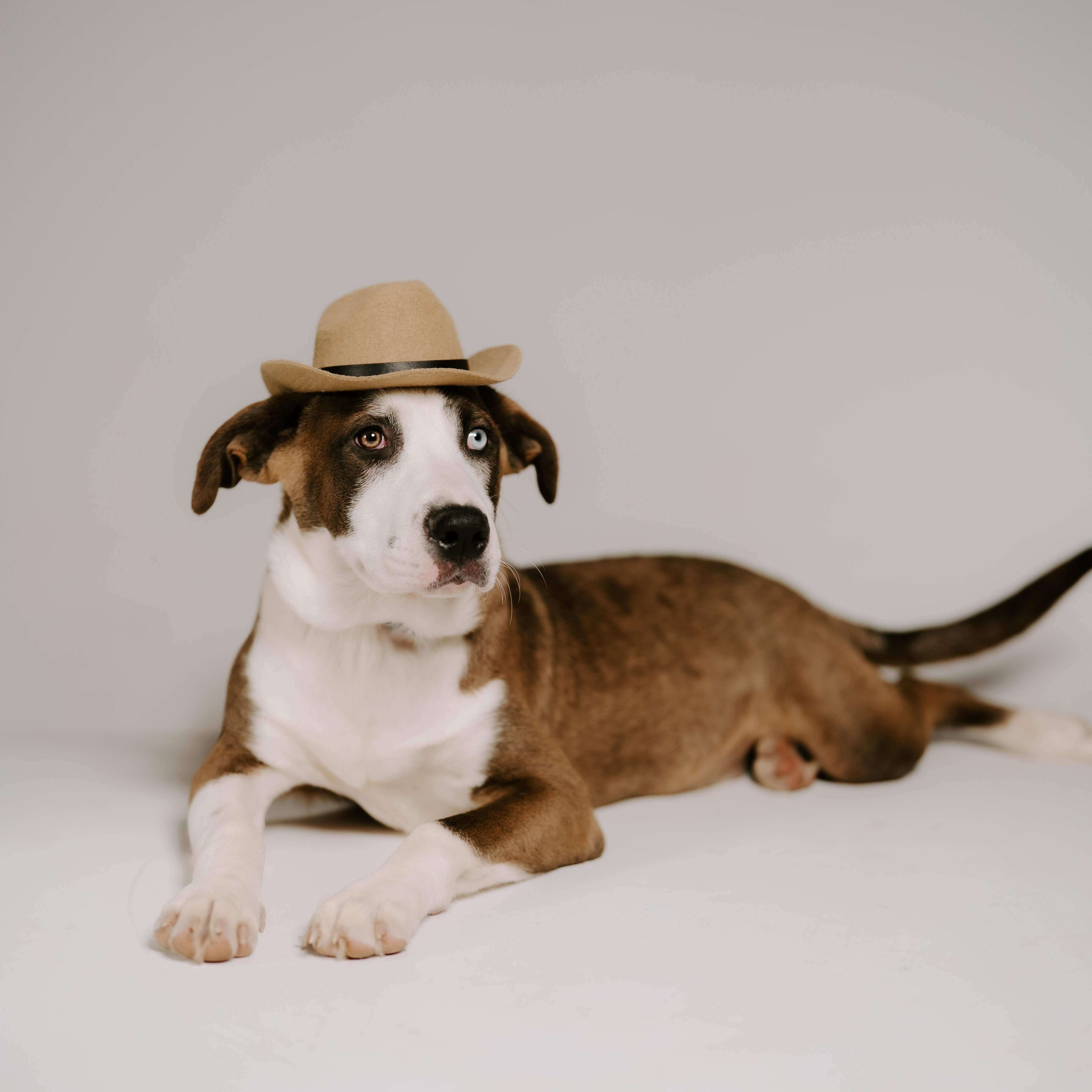 Odin, a Adopted mixed breed in Albany, NY image 4/5