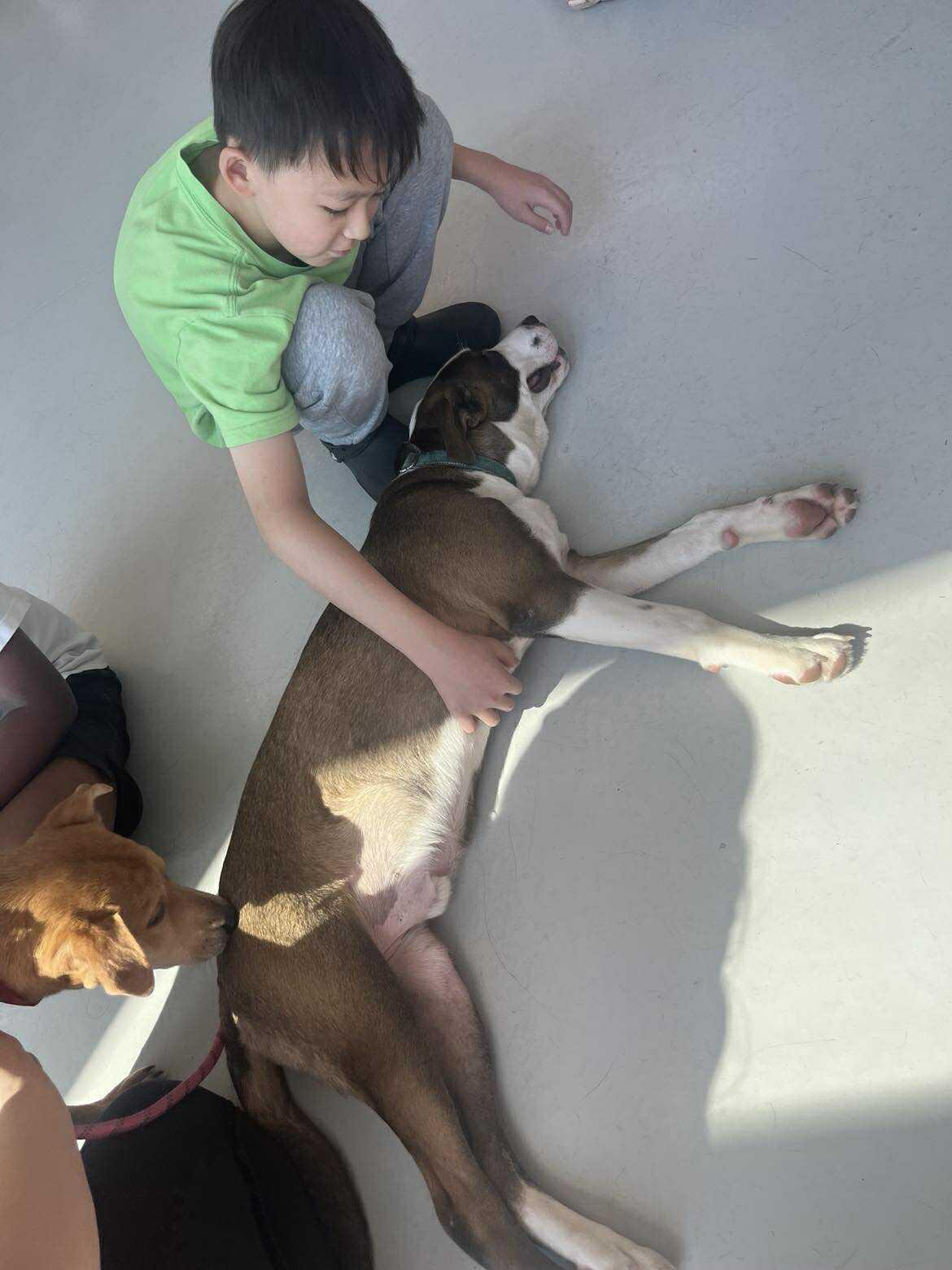 Odin, a Adopted mixed breed in Albany, NY image 5/5