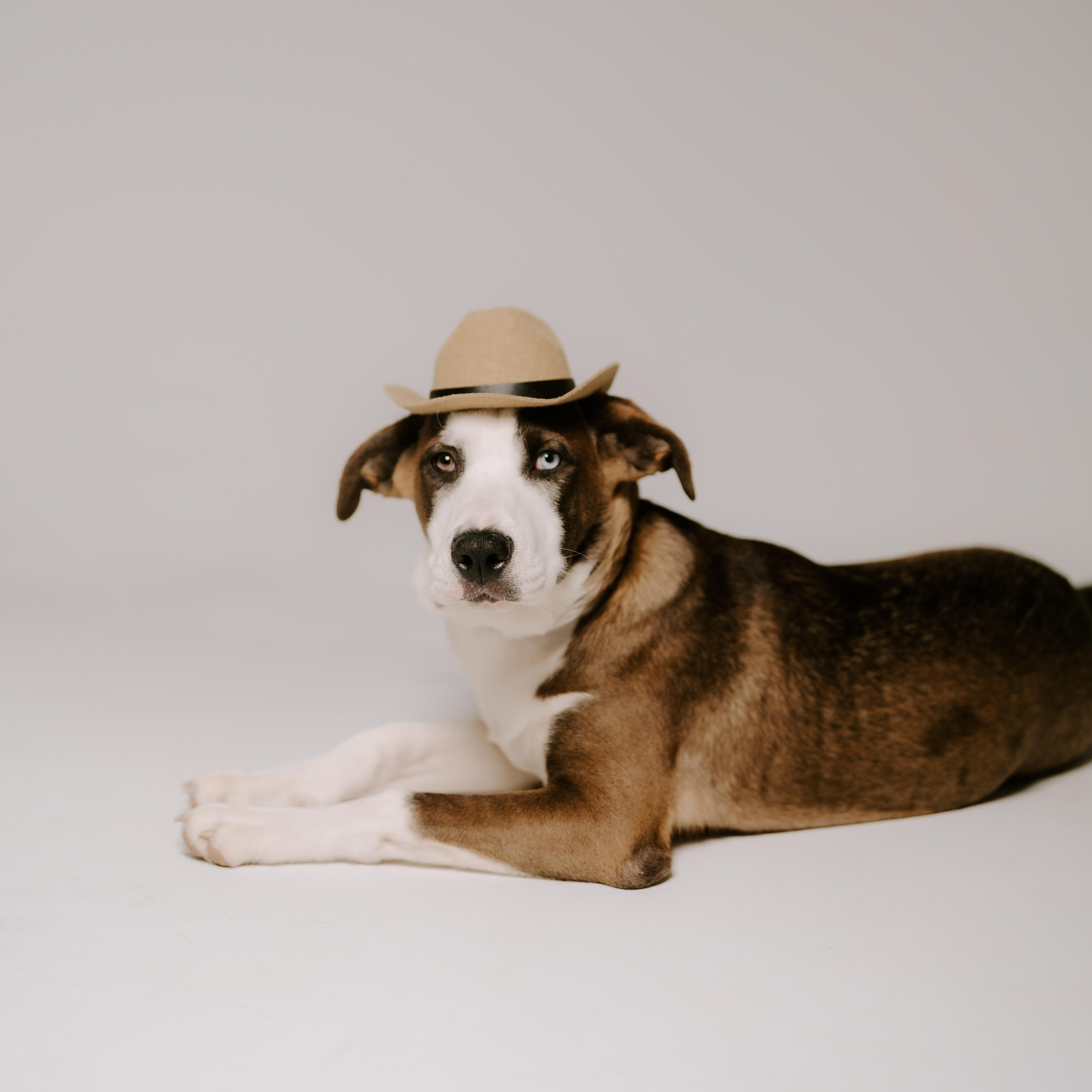 Odin, a Adopted mixed breed in Albany, NY image 3/5