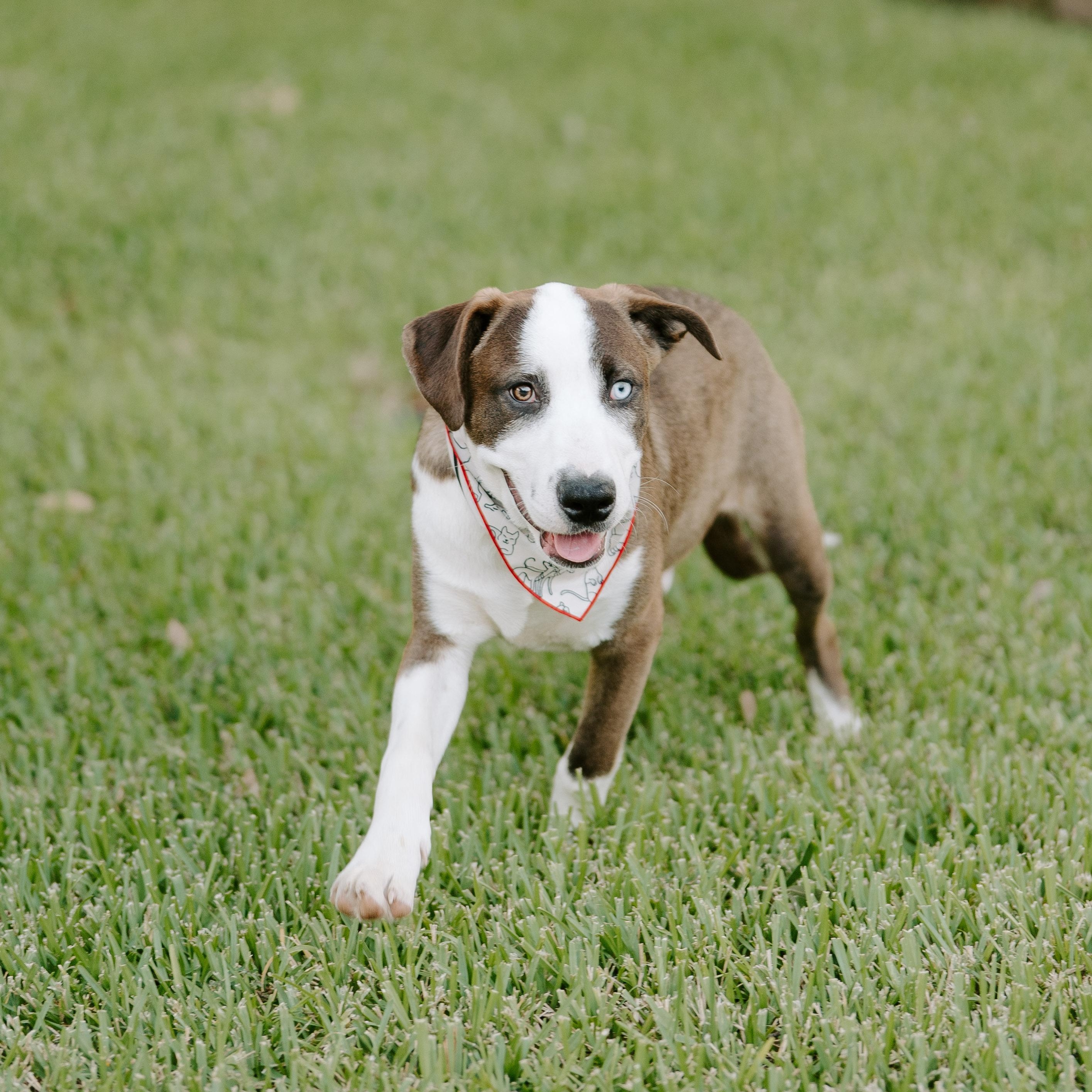 Odin, a Adopted mixed breed in Albany, NY image 2/5