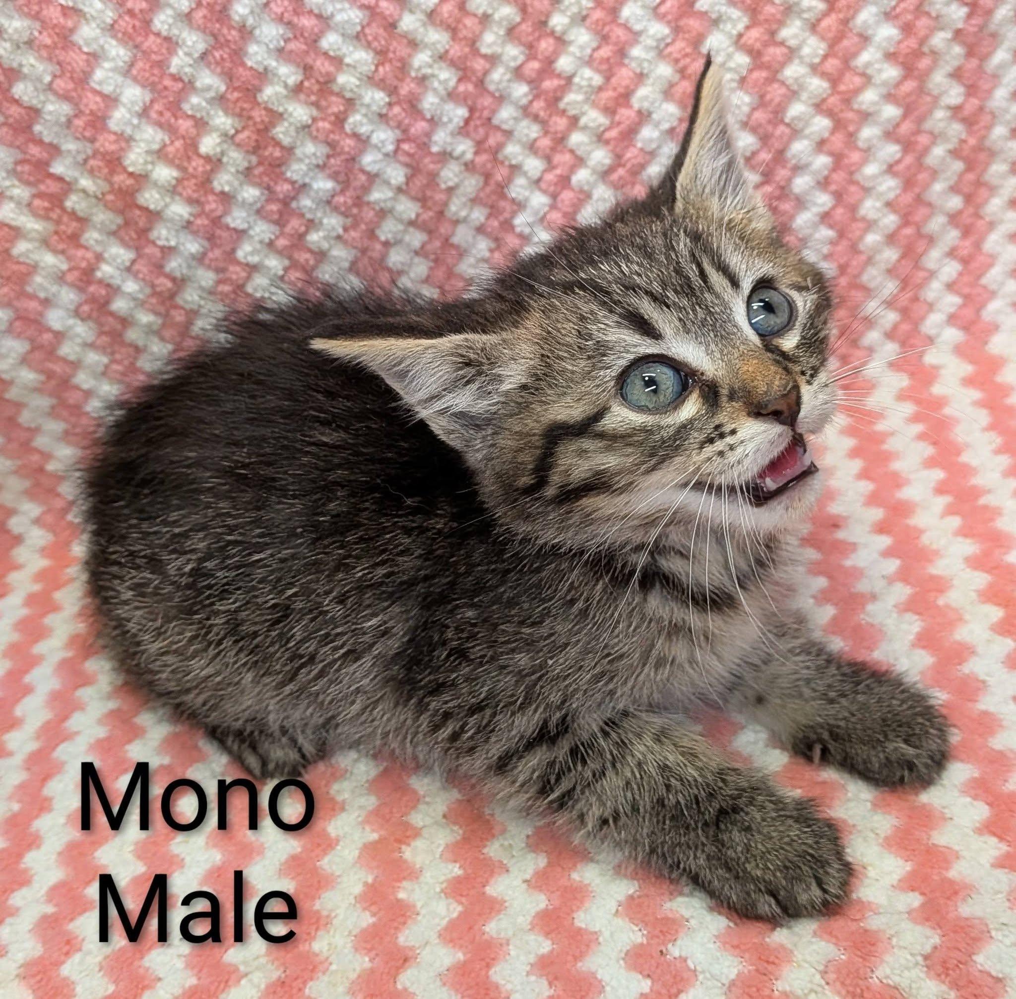 Enlarge Mono, a ADOPTABLE Tabby in Clarksville, TN image 1/3