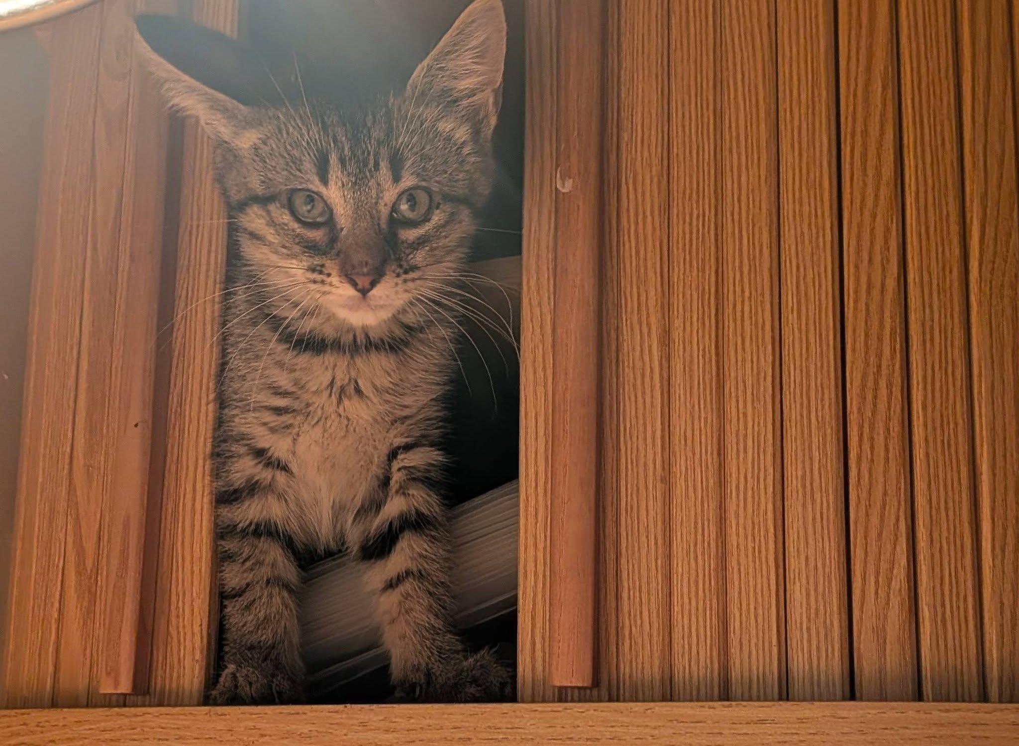 Enlarge Mono, a ADOPTABLE Tabby in Clarksville, TN image 3/3
