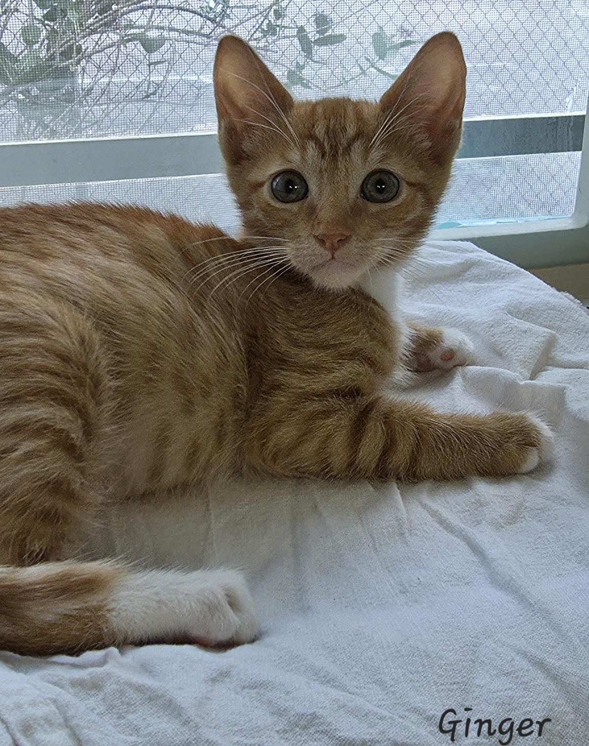 Enlarge Ginger, an adopted Domestic Short Hair in Key Largo, FL image 1/6