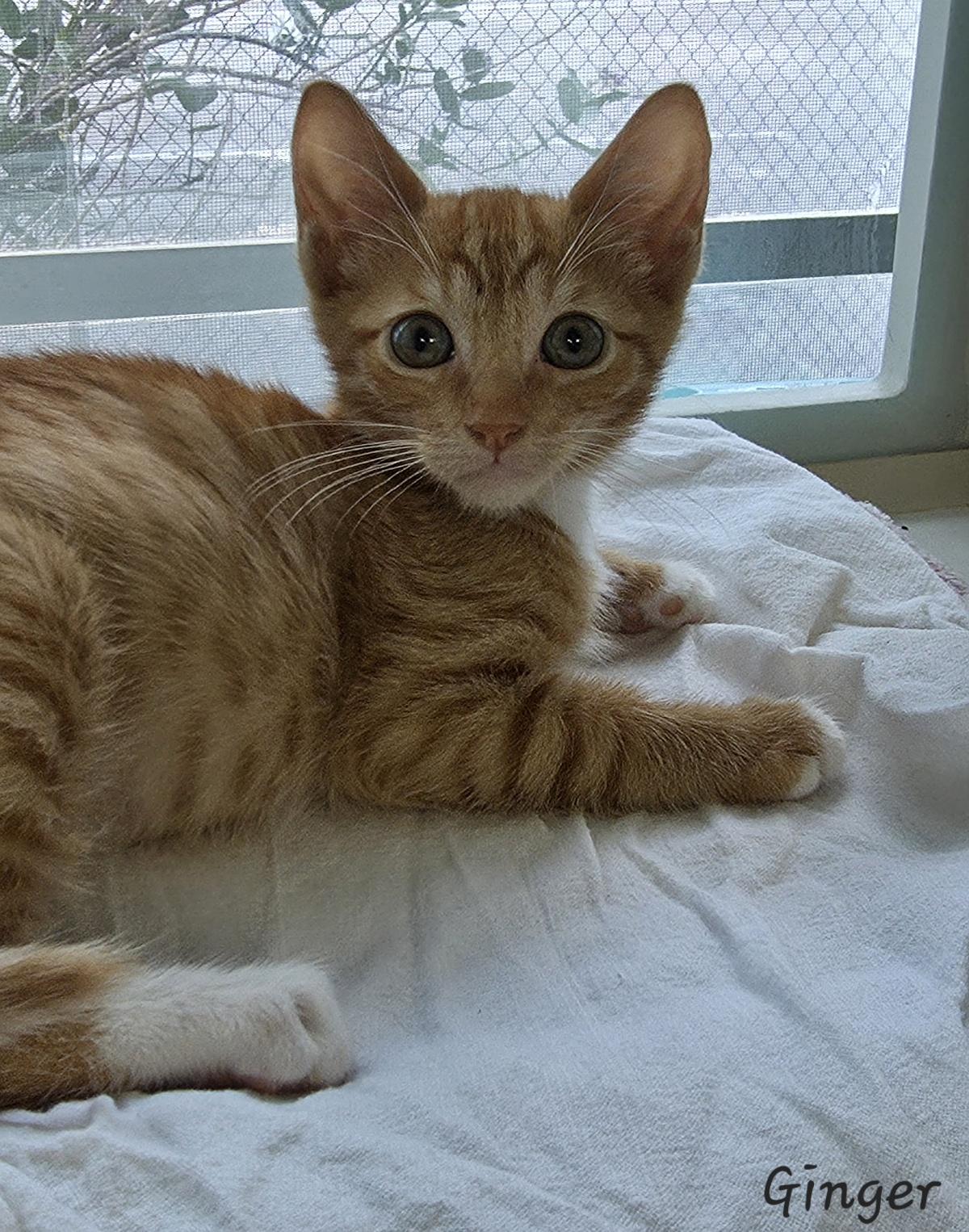 Enlarge Ginger, an adopted Domestic Short Hair in Key Largo, FL image 5/6