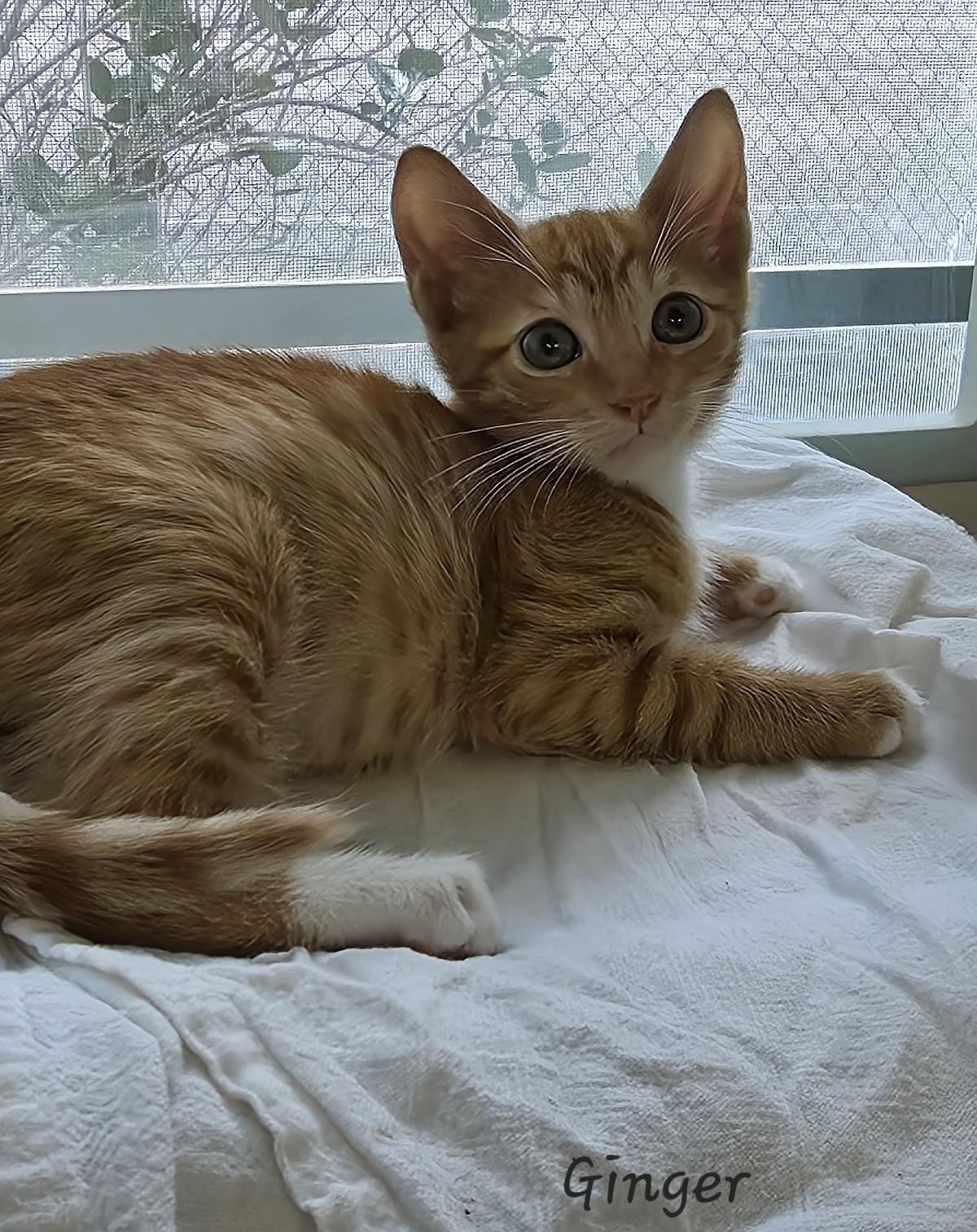 Enlarge Ginger, an adopted Domestic Short Hair in Key Largo, FL image 3/6