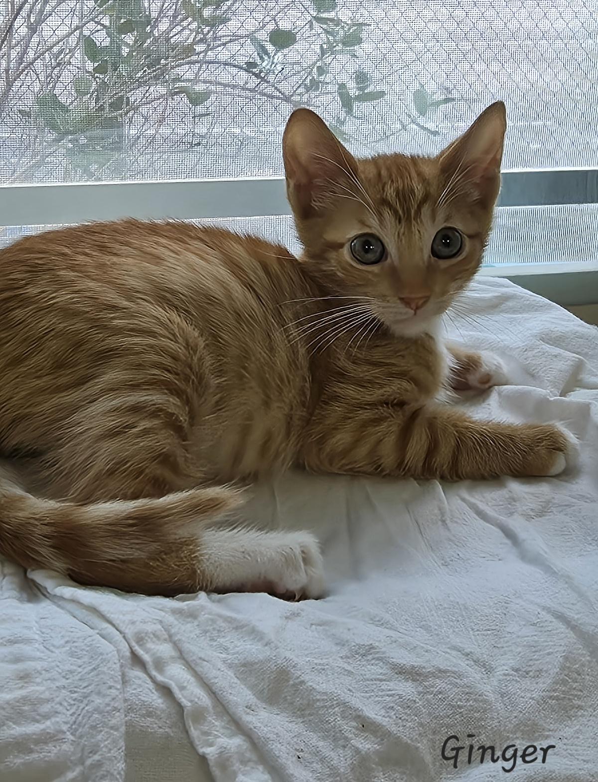 Enlarge Ginger, an adopted Domestic Short Hair in Key Largo, FL image 6/6