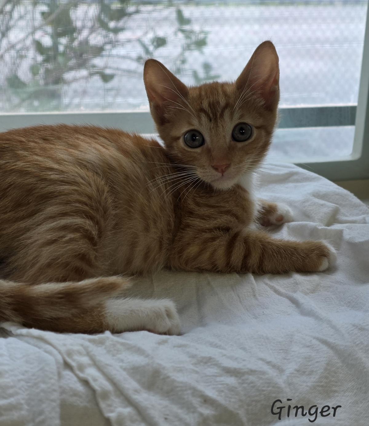 Enlarge Ginger, an adopted Domestic Short Hair in Key Largo, FL image 2/6
