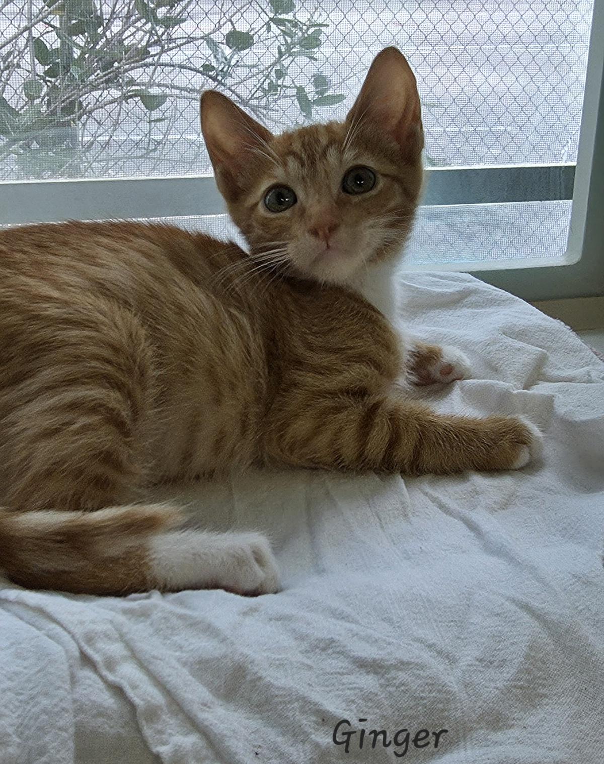 Enlarge Ginger, an adopted Domestic Short Hair in Key Largo, FL image 4/6