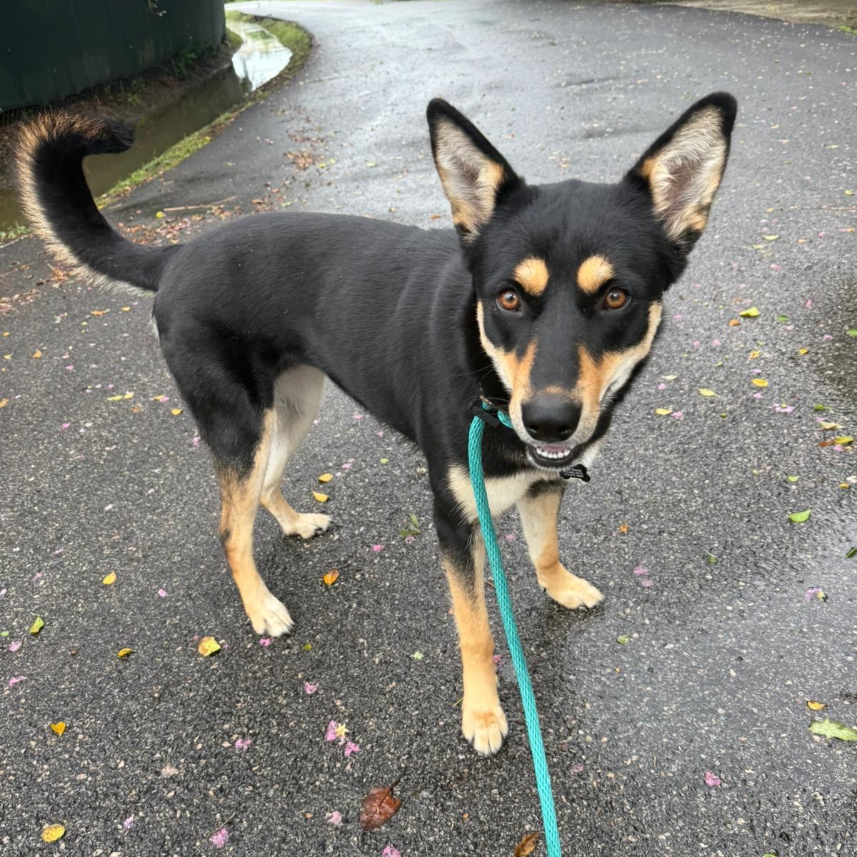 Enlarge Nessa, a Adoptable mixed breed in Austin, TX image 1/6