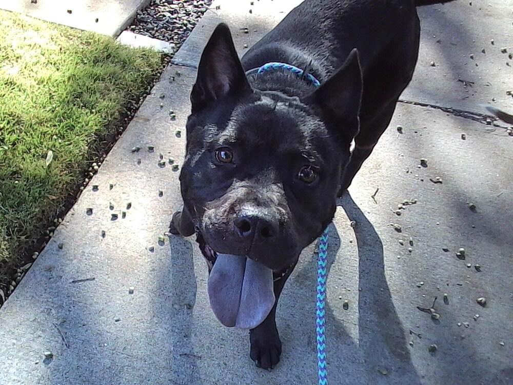 Bird (Alberto), Adoptable, Young Male Labrador Retriever & Chow Chow.