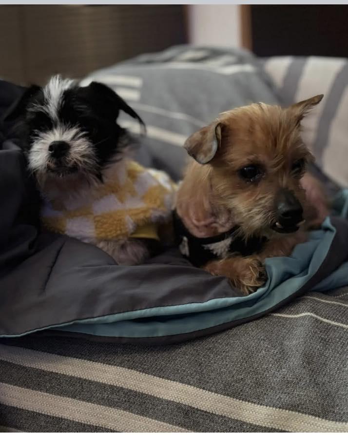 Enlarge Bruno and Toto, a ADOPTABLE mixed breed in Winsted, CT image 1/6