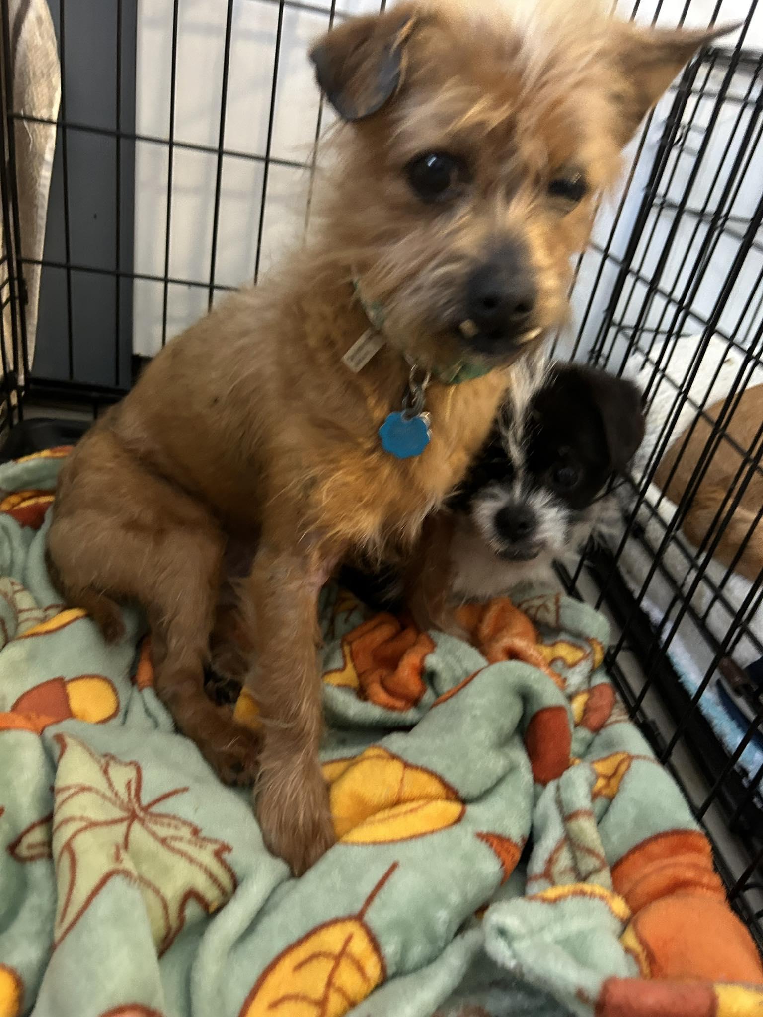 Enlarge Bruno and Toto, a ADOPTABLE mixed breed in Winsted, CT image 2/6