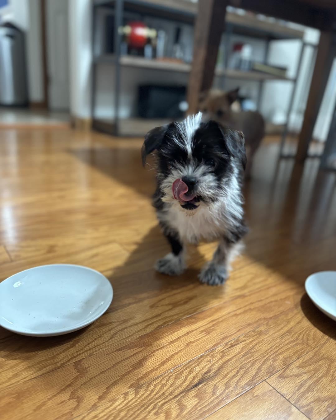 Enlarge Bruno and Toto, a ADOPTABLE mixed breed in Winsted, CT image 5/6