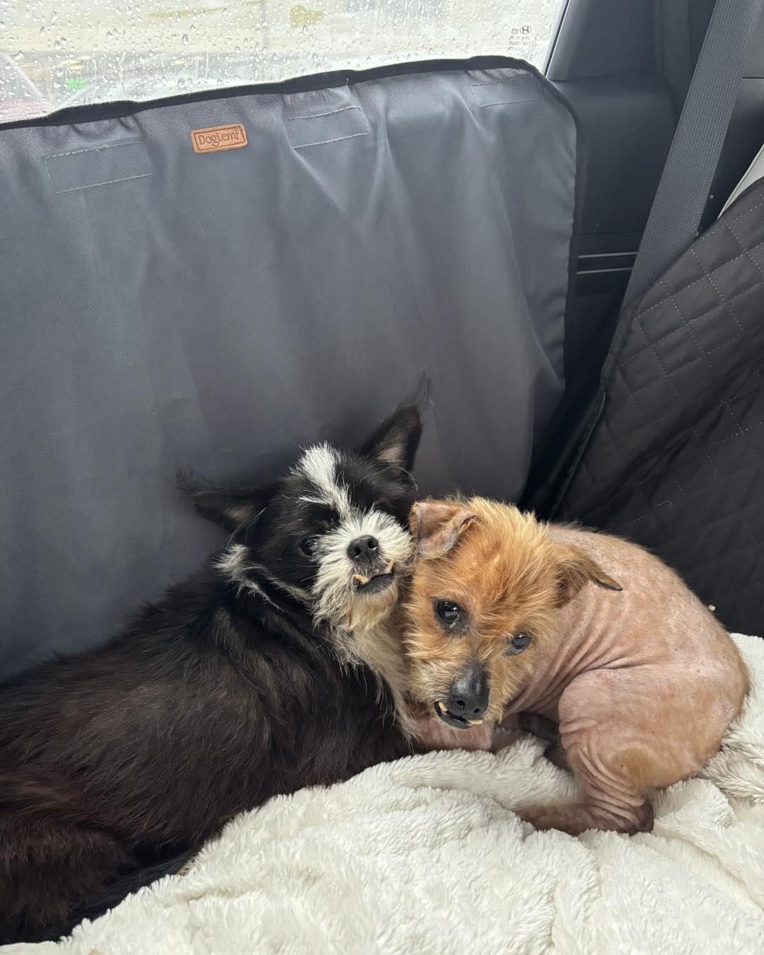 Enlarge Bruno and Toto, a ADOPTABLE mixed breed in Winsted, CT image 3/6