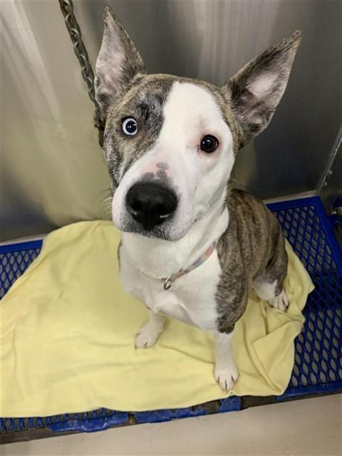 Enlarge XENA, a Adoptable mixed breed in Fairbanks, AK image 1/1