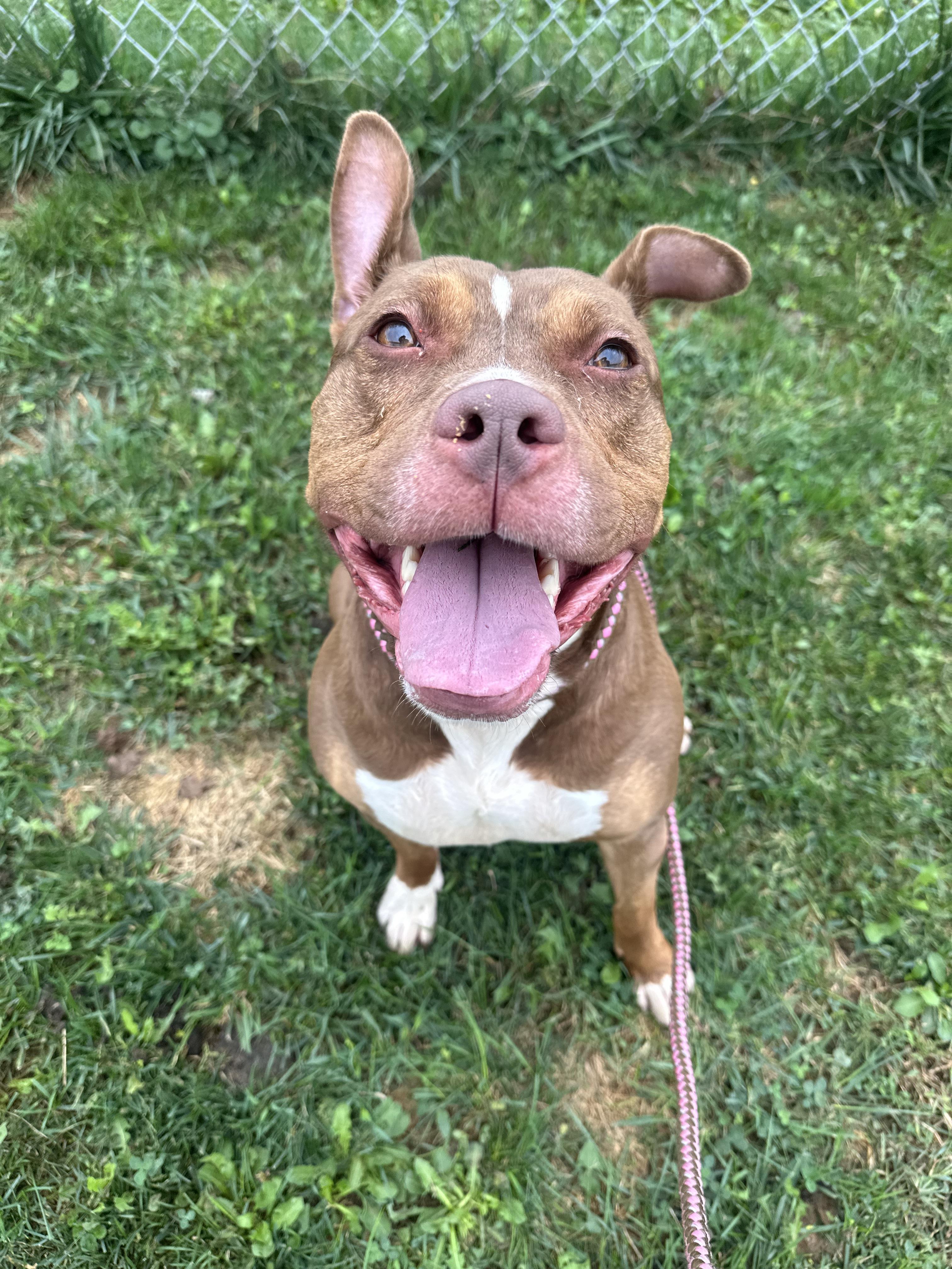 Sage, Adoptable, Senior Female Pit Bull Terrier.