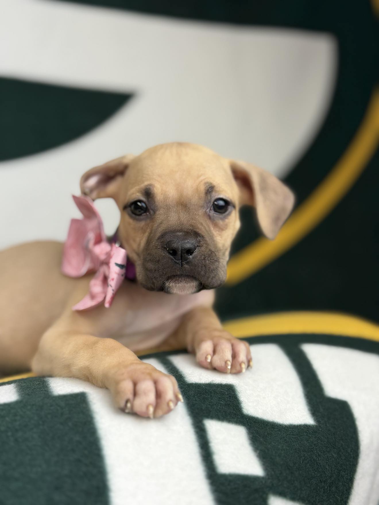 Dog for adoption Zestar the Boxer mix puppy, a Boxer & Labrador