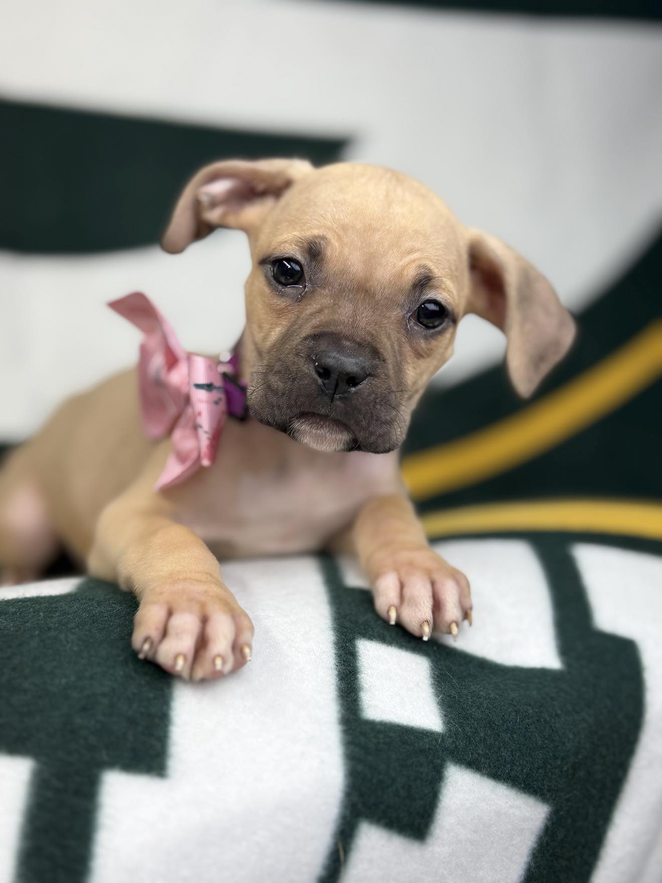 Dog for adoption Zestar the Boxer mix puppy, a Boxer & Labrador