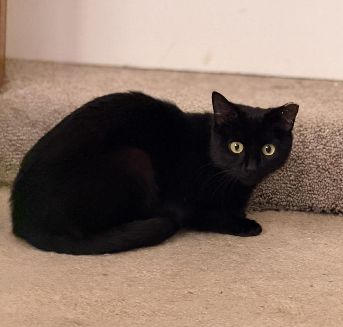Tahini, Adoptable, Adult Female Domestic Short Hair.