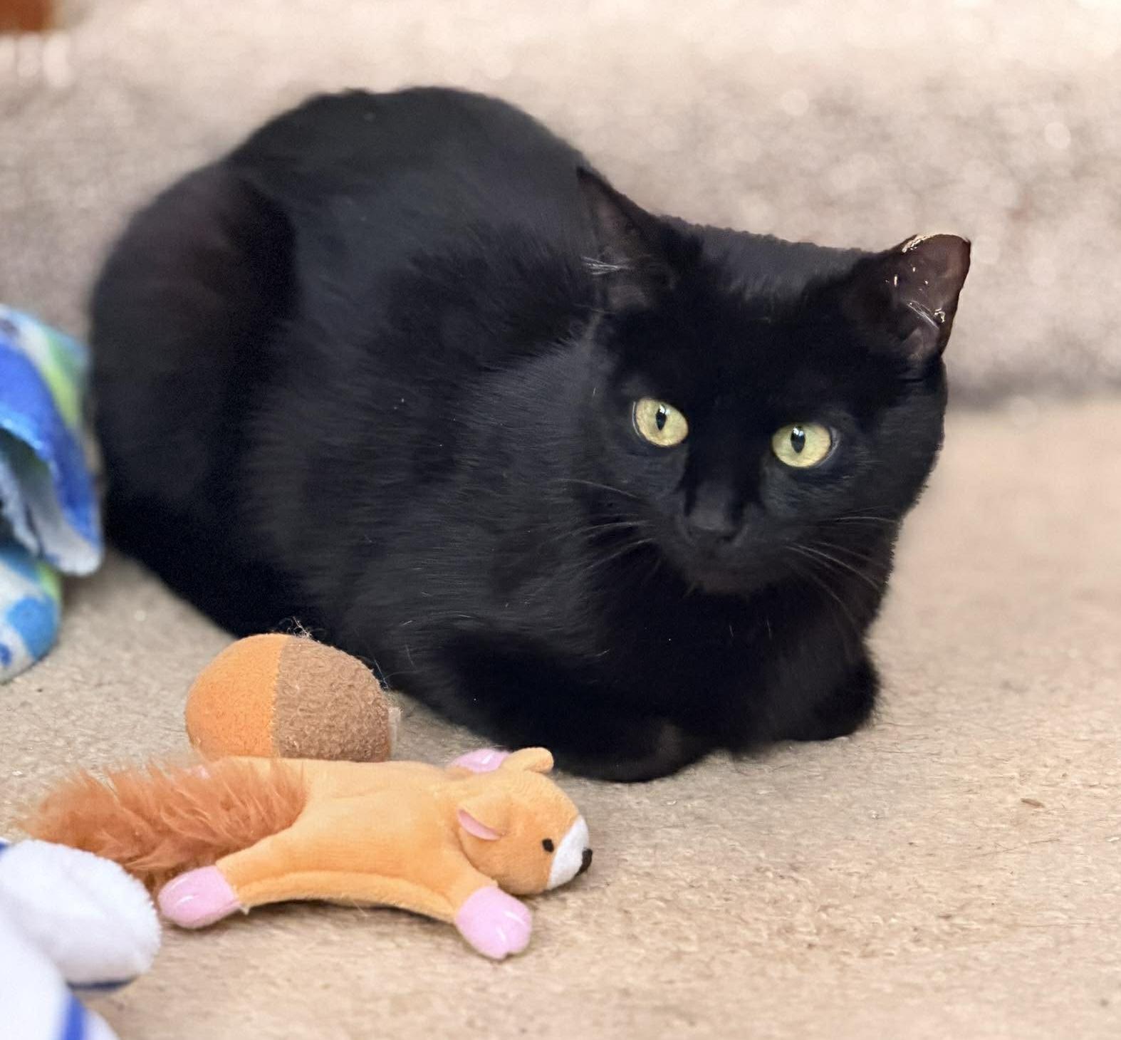 Tahini, a Adoptable mixed breed in Chicago, IL image 6/6