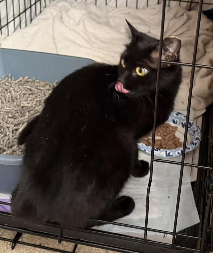Tahini, a Adoptable mixed breed in Chicago, IL image 5/6