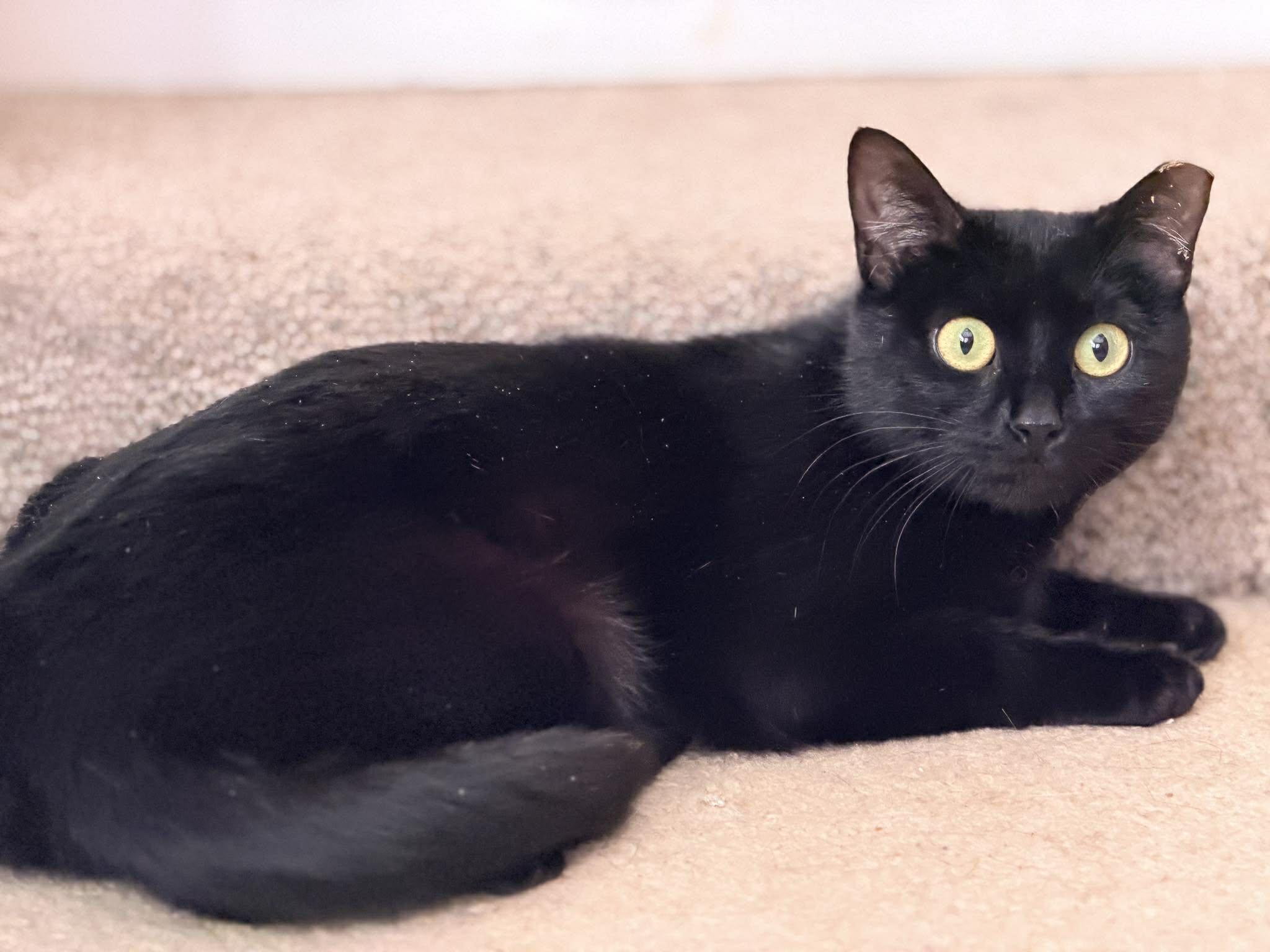 Tahini, a Adoptable mixed breed in Chicago, IL image 4/6