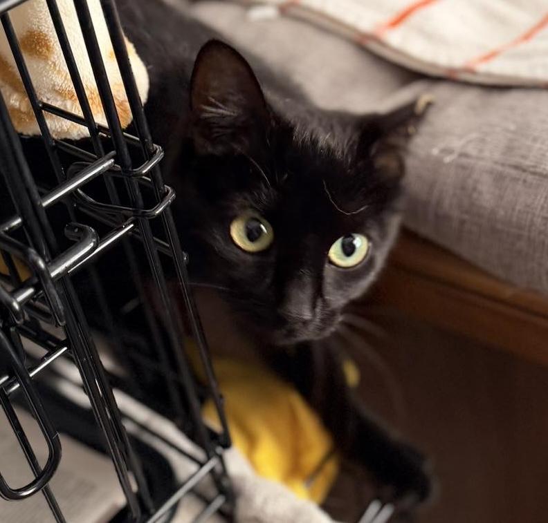 Tahini, a Adoptable mixed breed in Chicago, IL image 3/6
