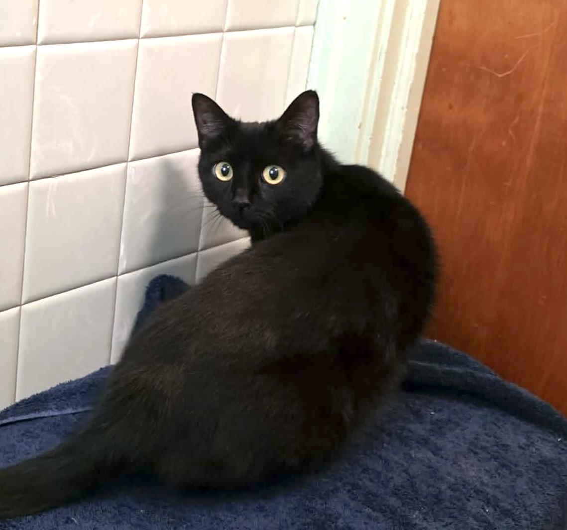 Tahini, a Adoptable mixed breed in Chicago, IL image 2/6