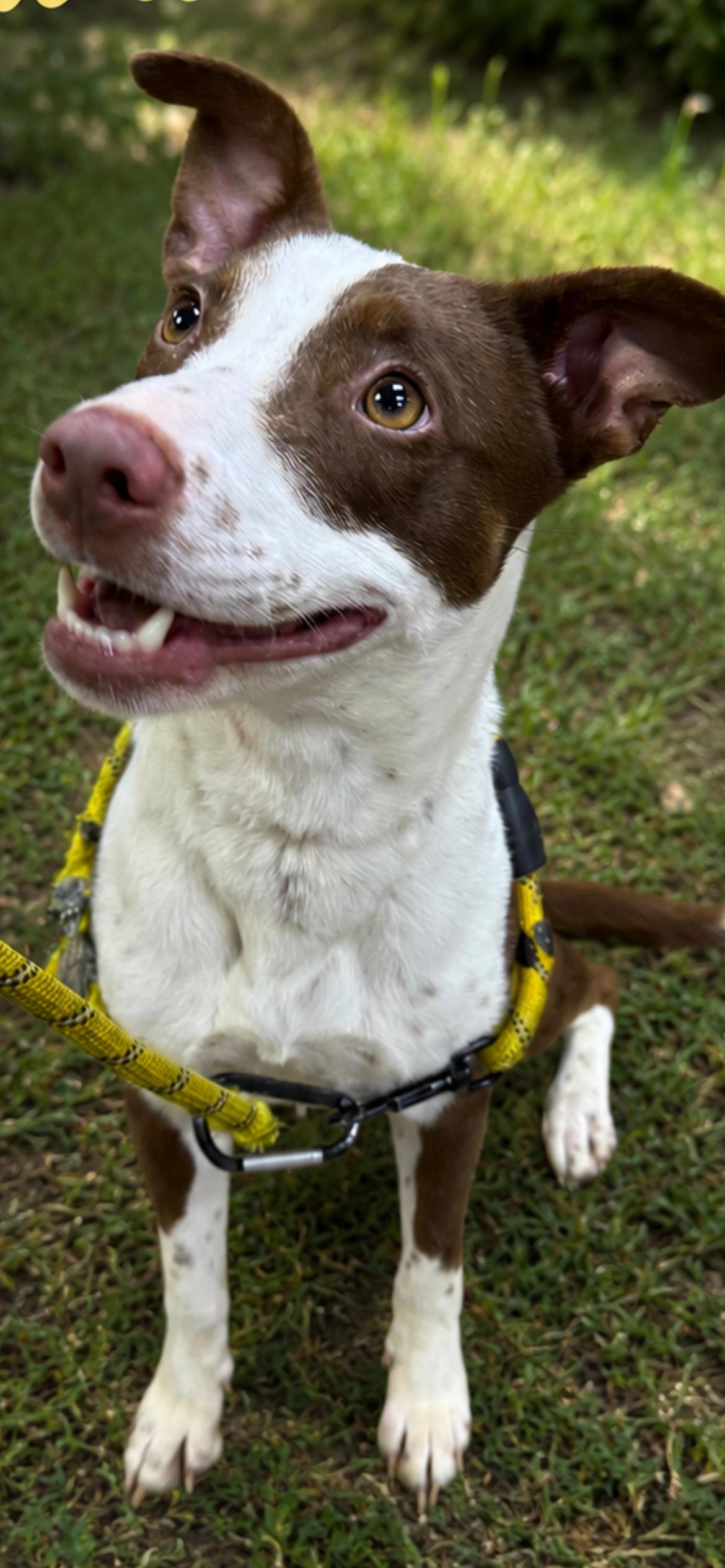 Enlarge Meadow, a ADOPTABLE mixed breed in Steger, IL image 1/1