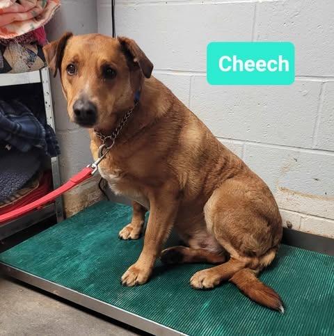 Cheech-Sponsored, Adoptable, Adult Male Labrador Retriever.