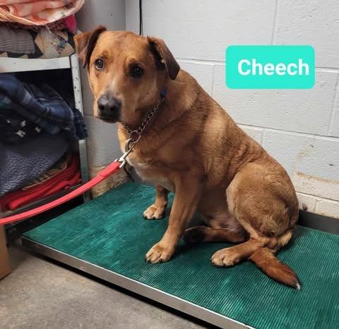 Cheech-Sponsored, a Adoptable mixed breed in Richmond, IN image 2/2