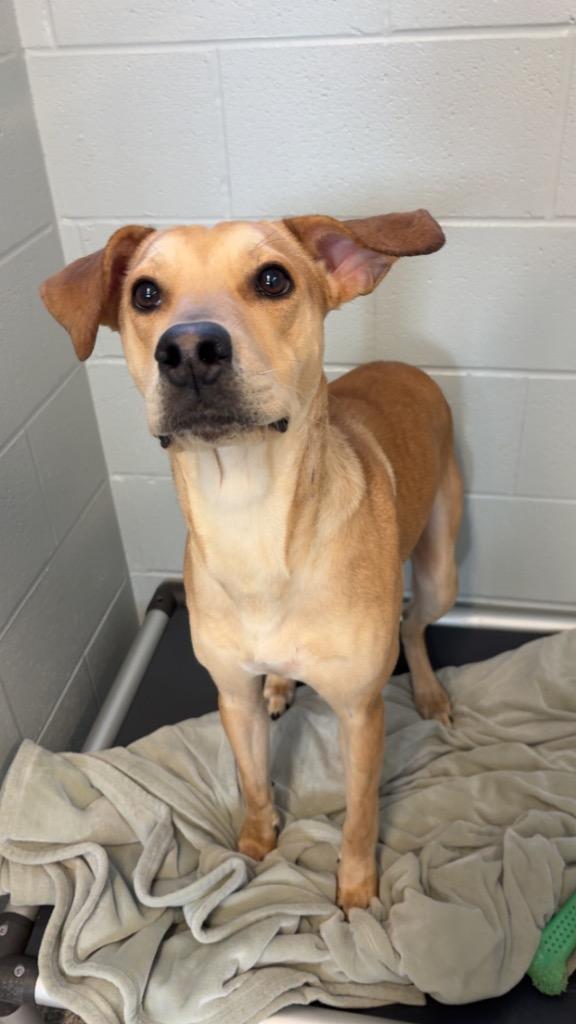 Enlarge Princess (Adopted - PU 1/13/26), a Adoptable mixed breed in Huntington, IN image 1/3