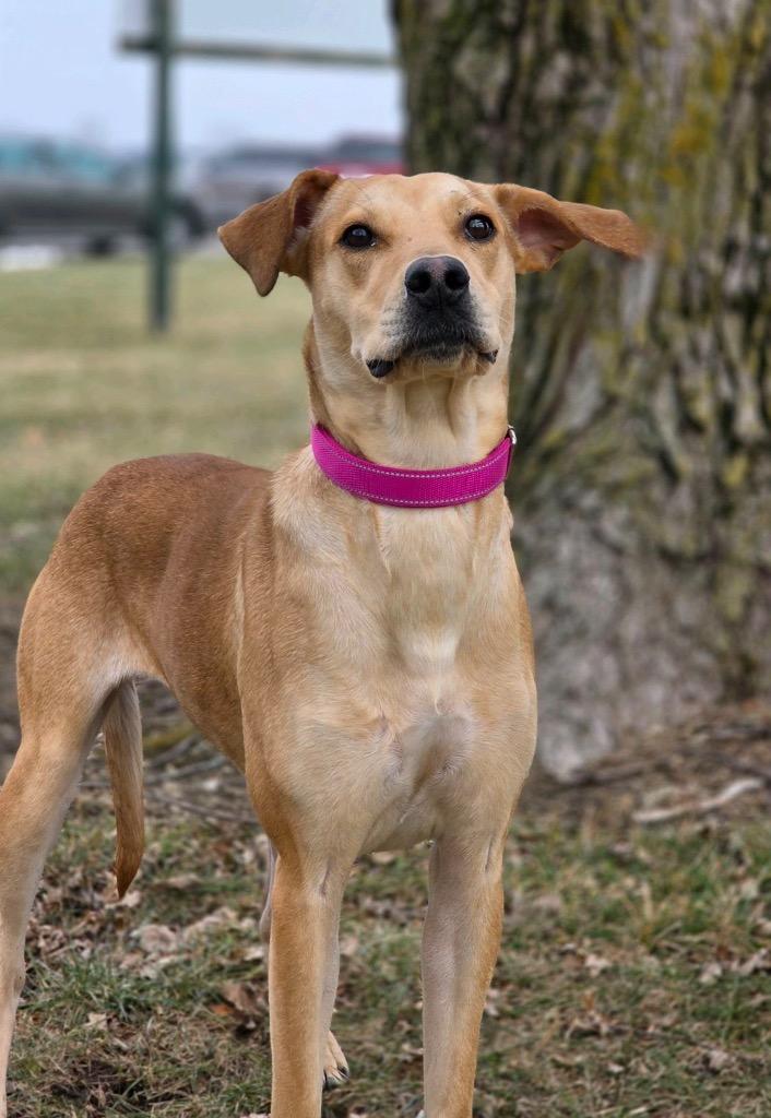 Enlarge Princess (Adopted - PU 1/13/26), a Adoptable mixed breed in Huntington, IN image 2/3