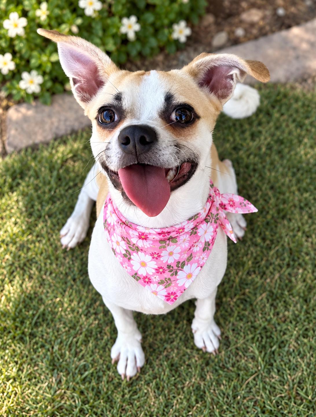 Enlarge Lilly, a Adoptable mixed breed in Phoenix, AZ image 1/2