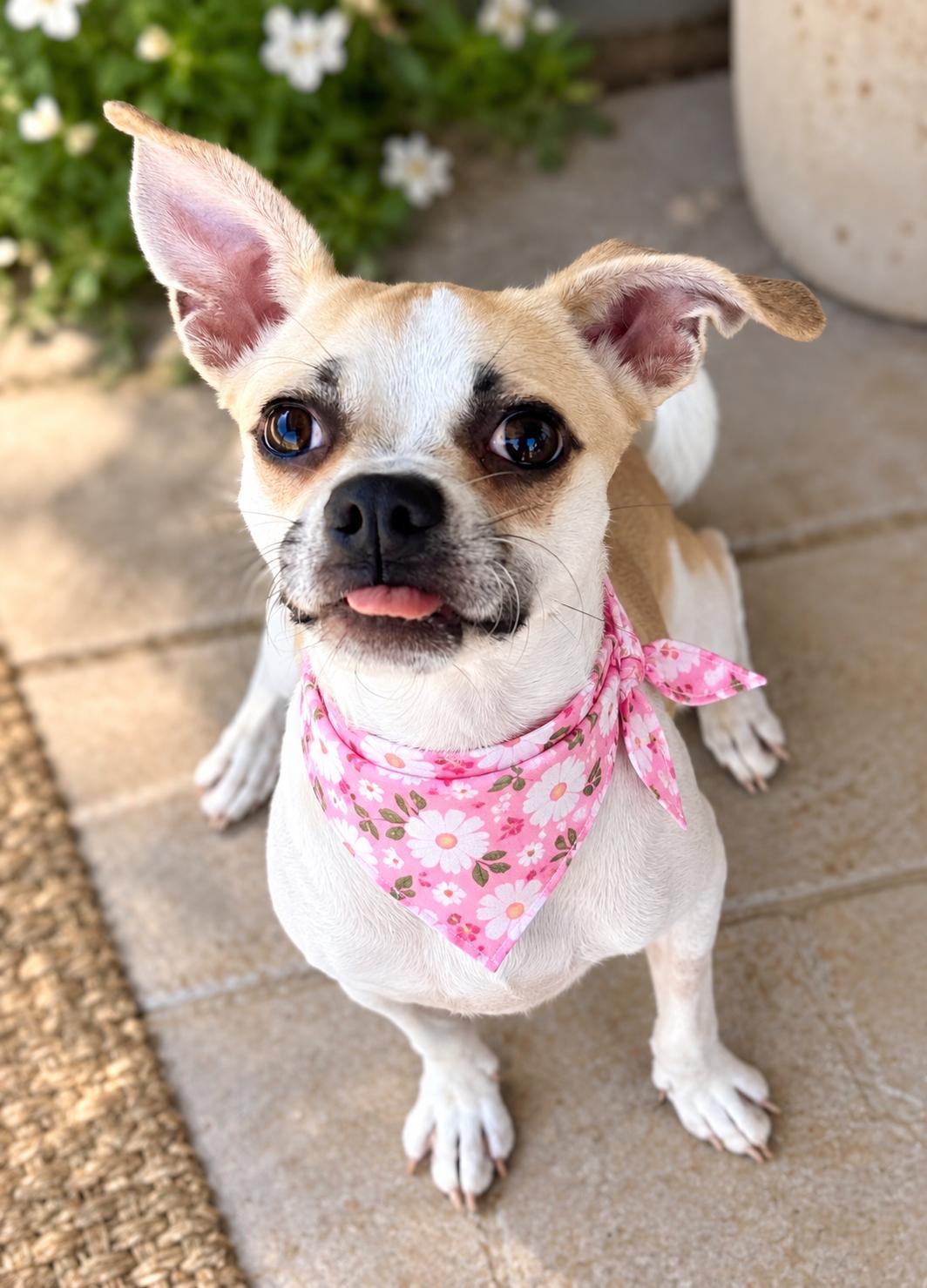 Enlarge Lilly, a Adoptable mixed breed in Phoenix, AZ image 2/2