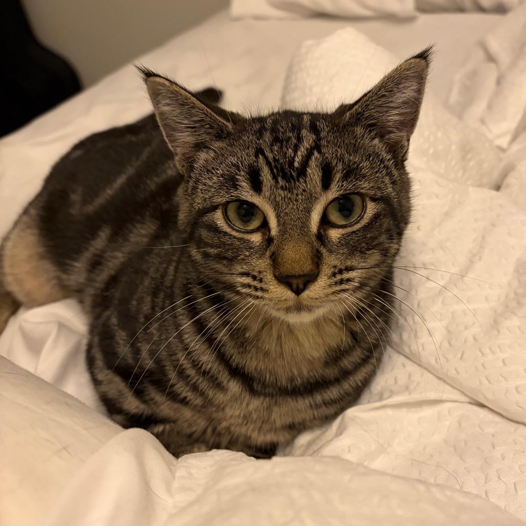 Enlarge Tabitha, a Adoptable Domestic Short Hair in Abbotsford, BC image 1/6