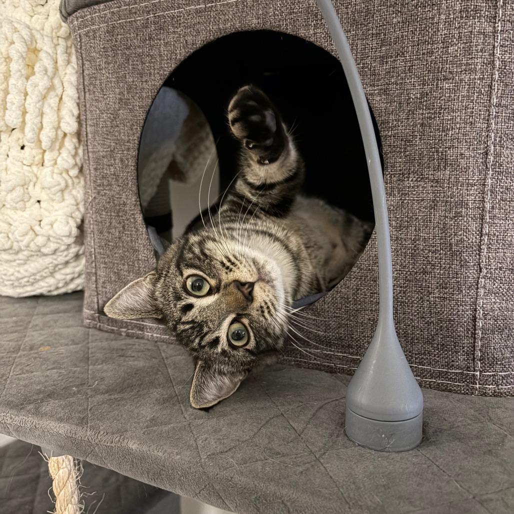 Enlarge Tabitha, a Adoptable Domestic Short Hair in Abbotsford, BC image 2/6