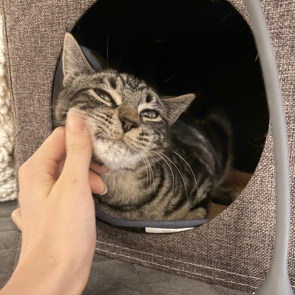 Enlarge Tabitha, a Adoptable Domestic Short Hair in Abbotsford, BC image 3/6