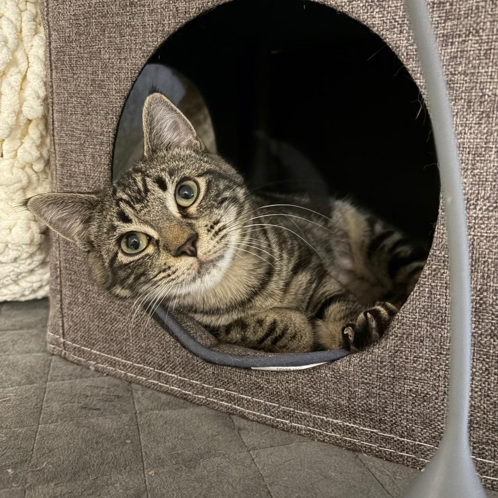 Enlarge Tabitha, a Adoptable Domestic Short Hair in Abbotsford, BC image 4/6